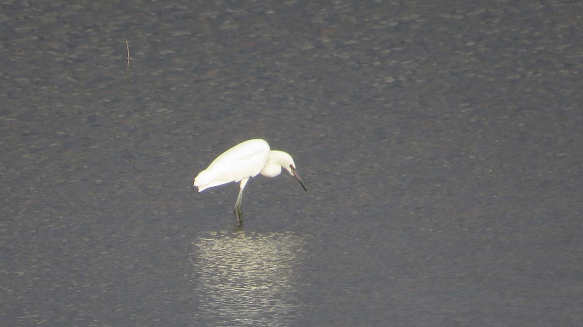 Reddish Egret - James P.