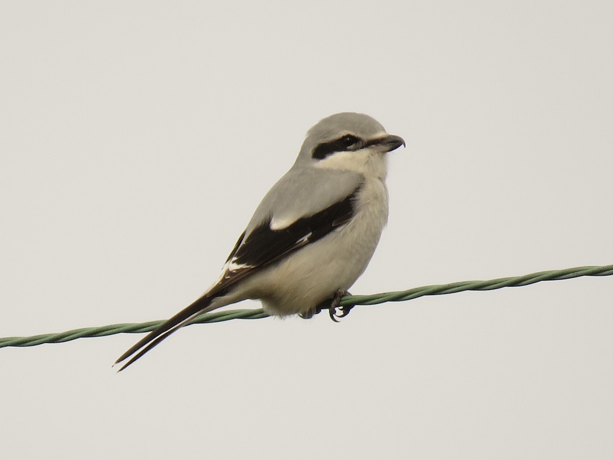 Alcaudón Boreal - ML611991177