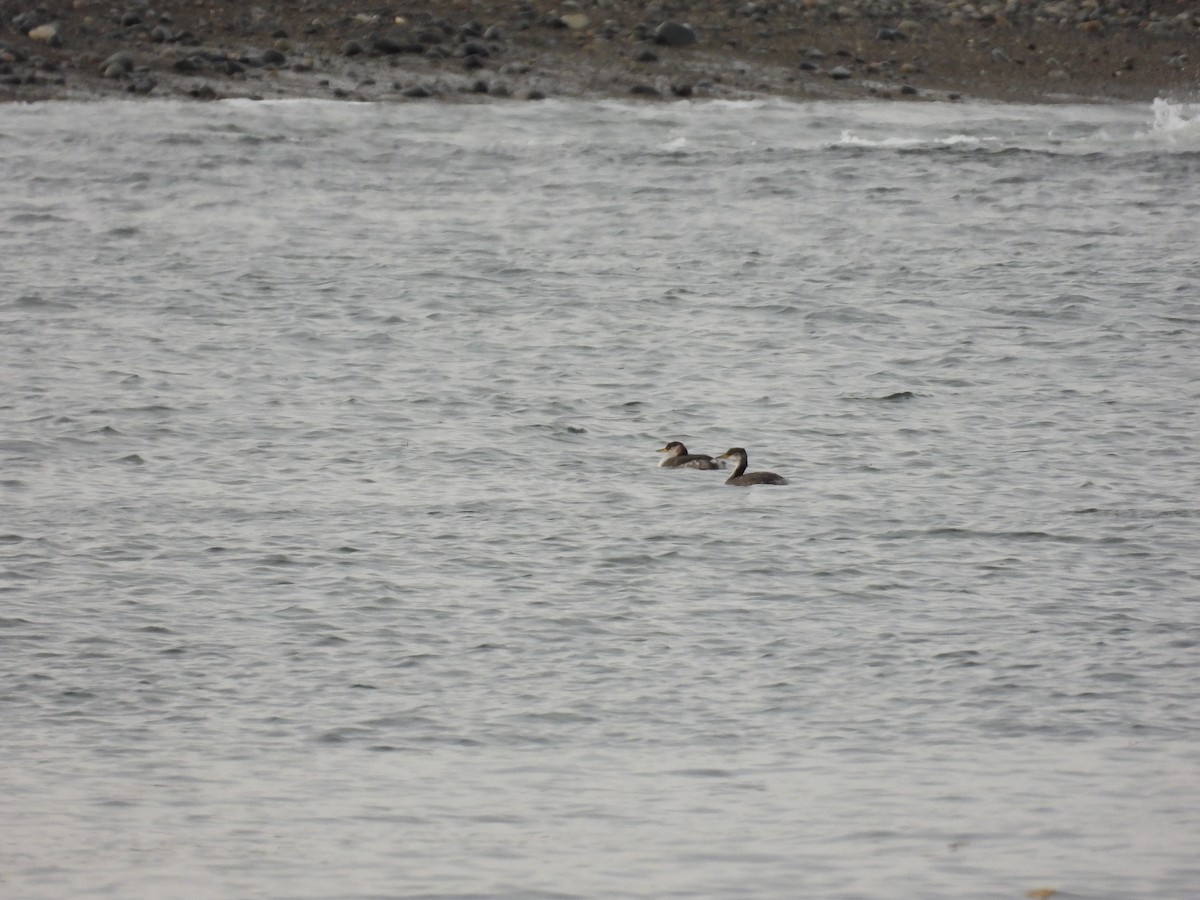 Red-necked Grebe - ML611991188