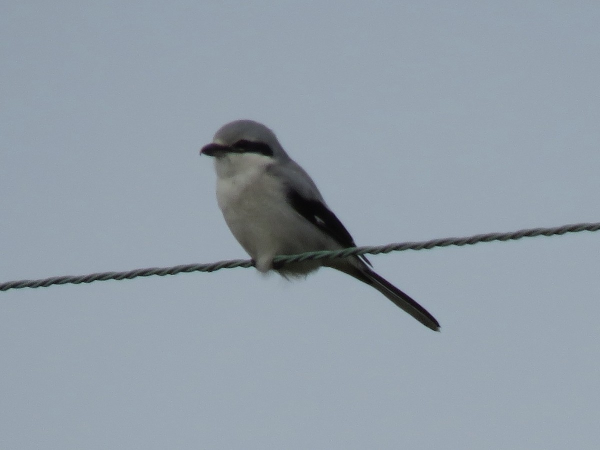 Northern Shrike - ML611991193