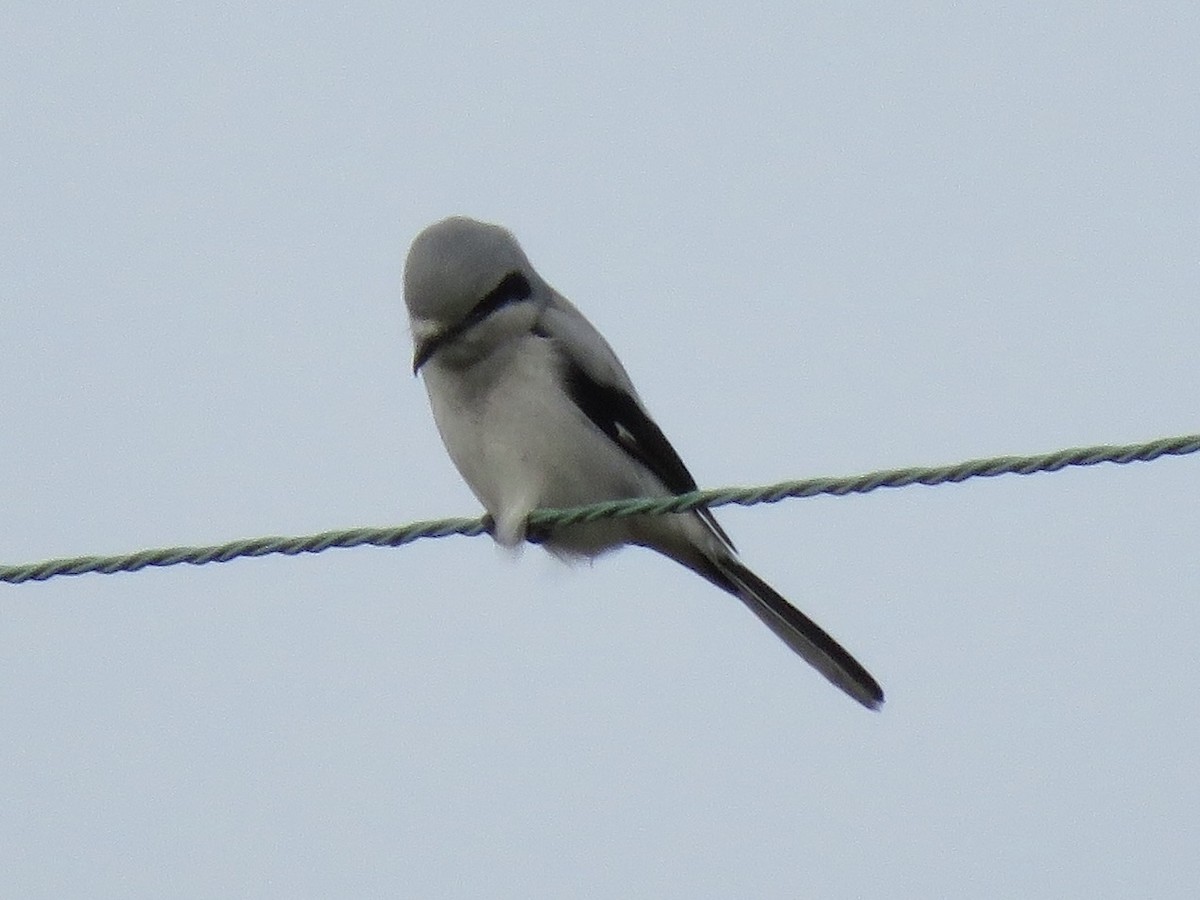 Northern Shrike - ML611991194