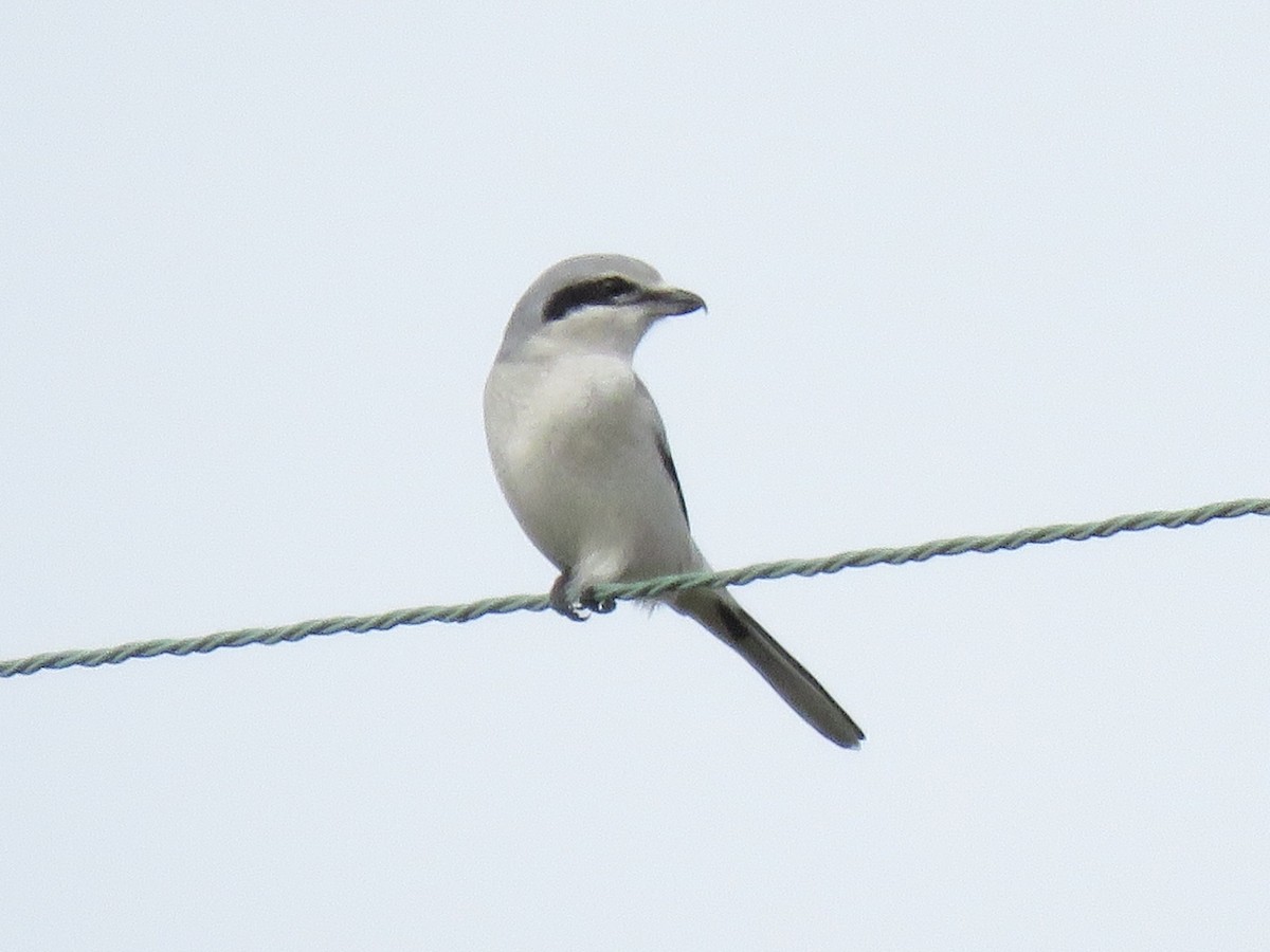 Northern Shrike - ML611991201