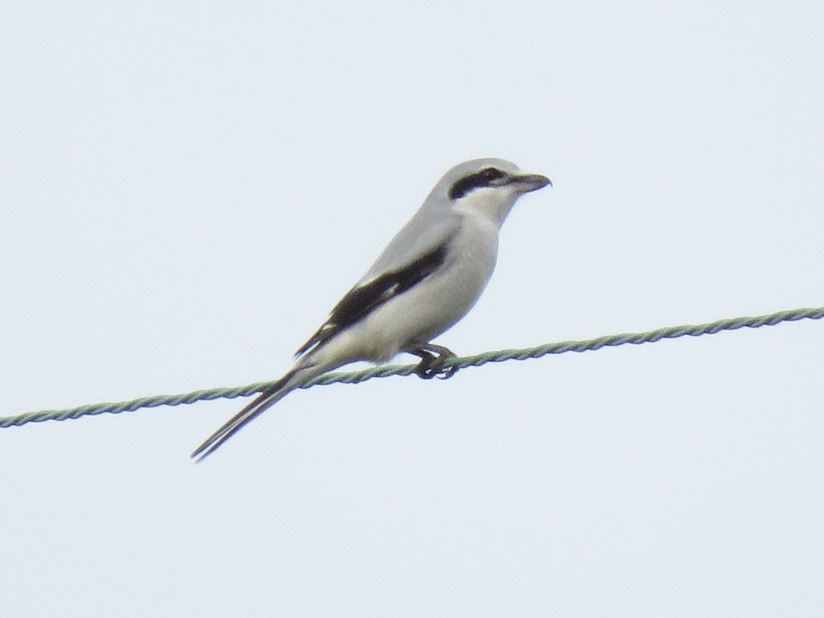 Northern Shrike - ML611991202