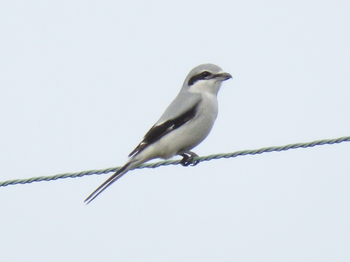 Northern Shrike - ML611991203