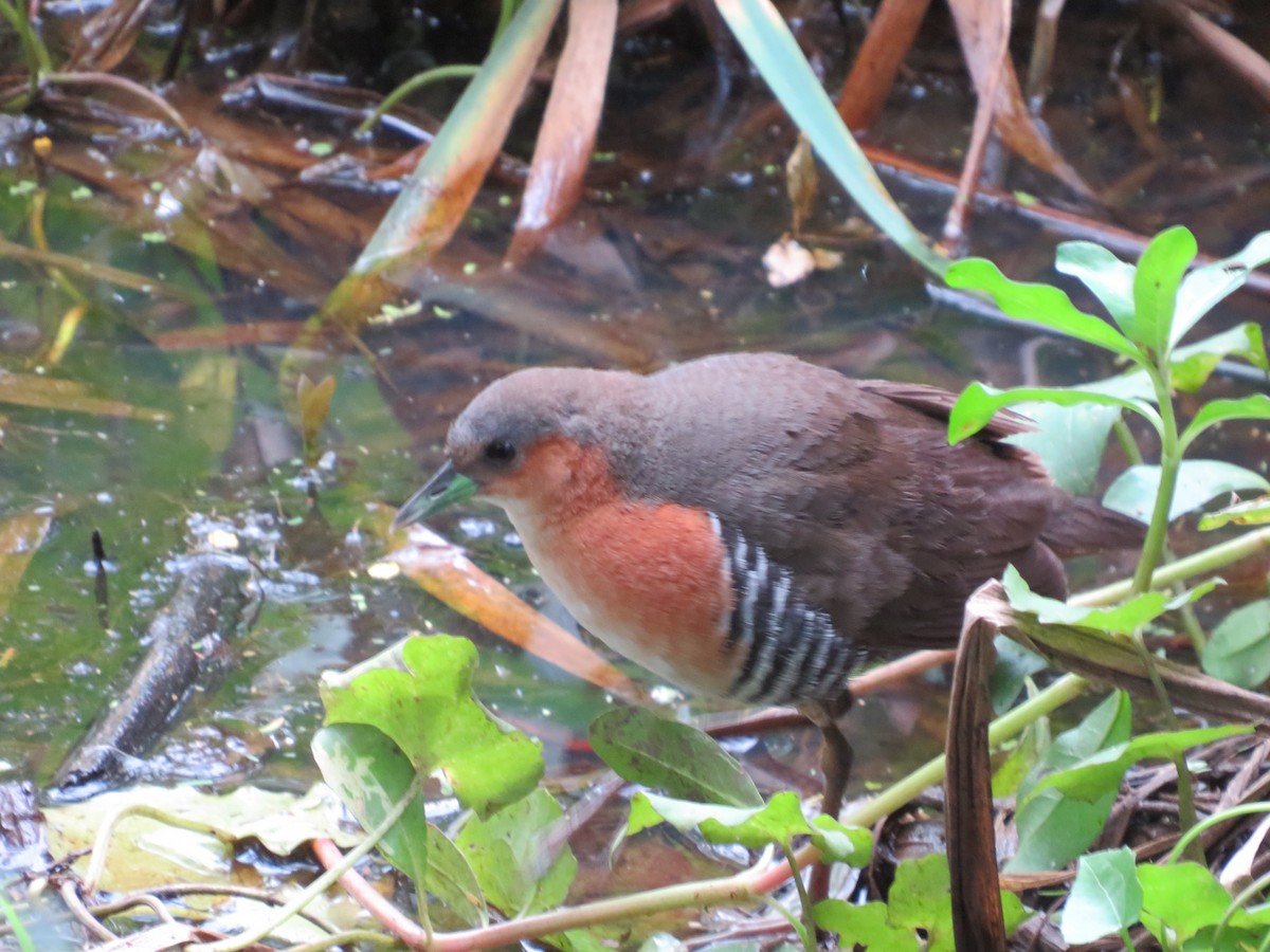 Rufous-sided Crake - ML611991206