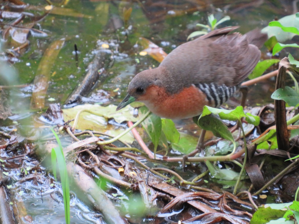 Rufous-sided Crake - ML611991221