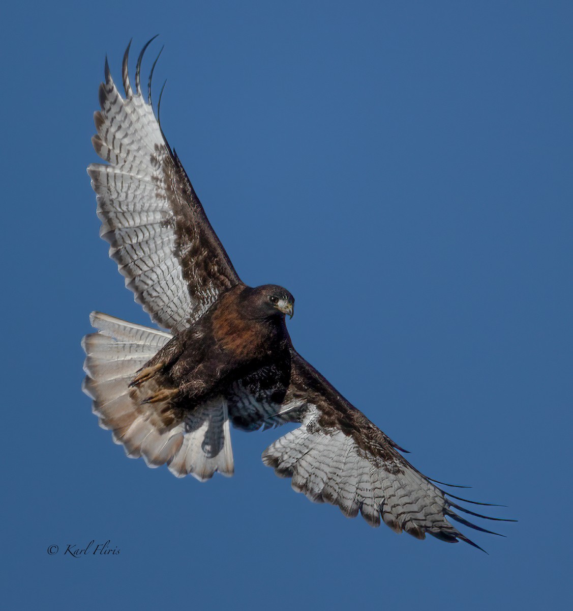 Red-tailed Hawk - Karl  Fliris
