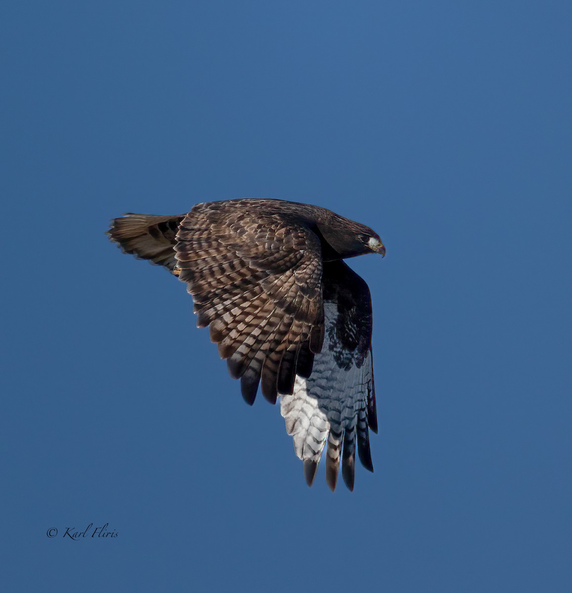 Red-tailed Hawk - Karl  Fliris