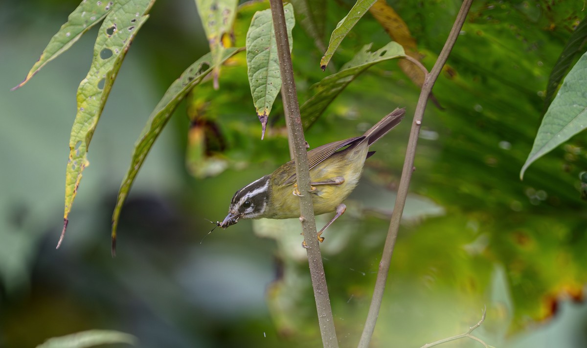 Three-striped Warbler - ML611991308