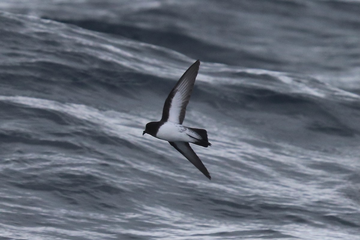 Gray-backed Storm-Petrel - ML611991330