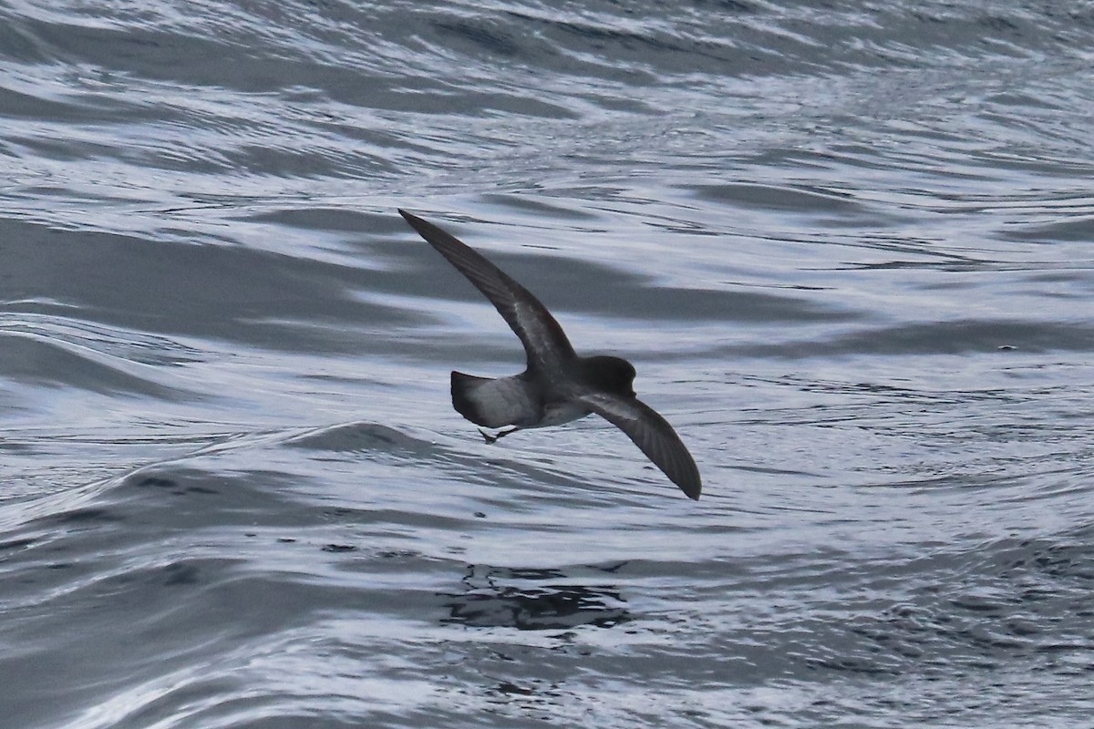 Gray-backed Storm-Petrel - ML611991331