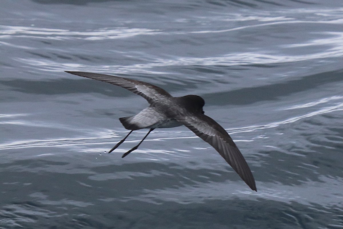 Gray-backed Storm-Petrel - ML611991332