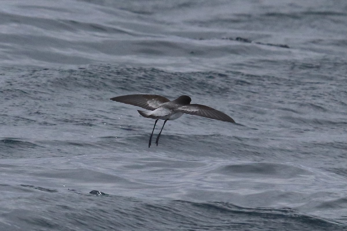 Gray-backed Storm-Petrel - ML611991335