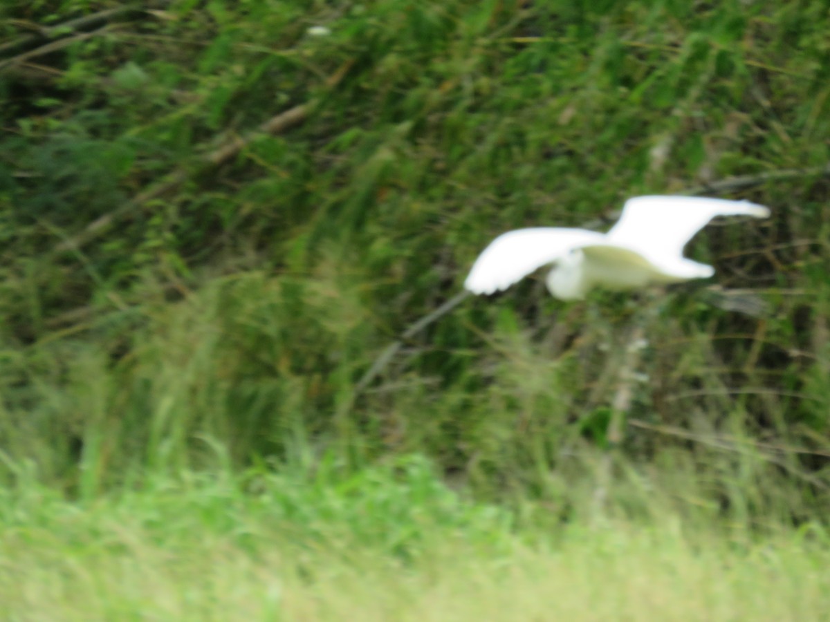 Great Egret (modesta) - ML611991395