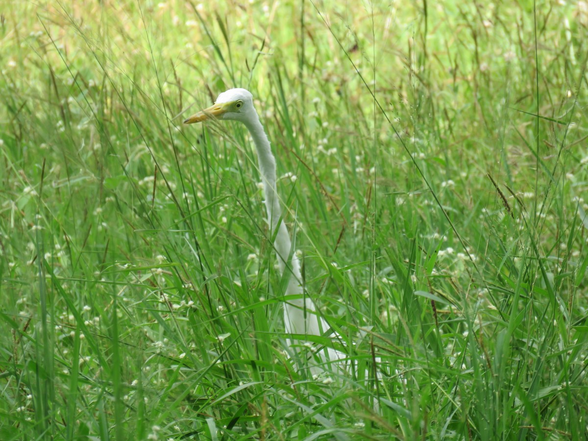 Great Egret (modesta) - ML611991396