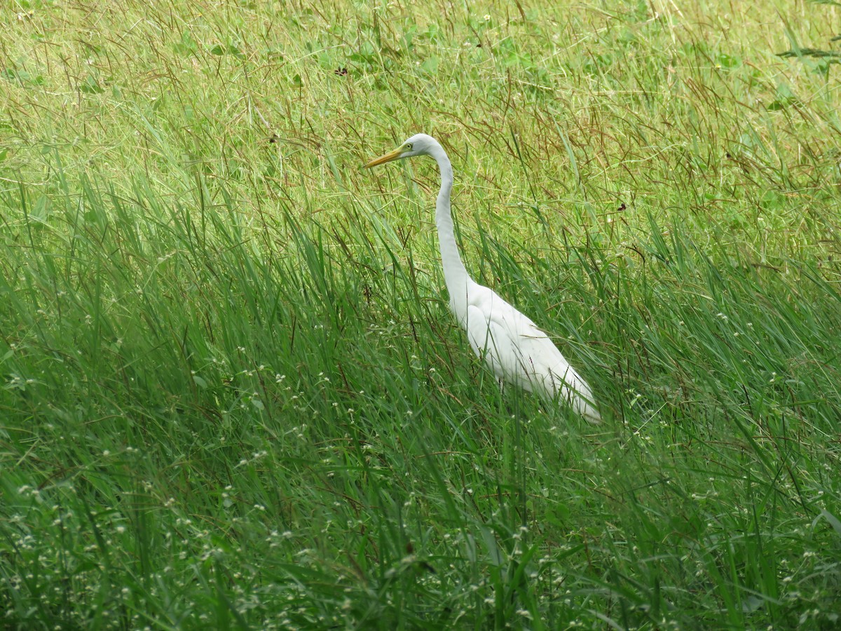 Great Egret (modesta) - Rafa Leal