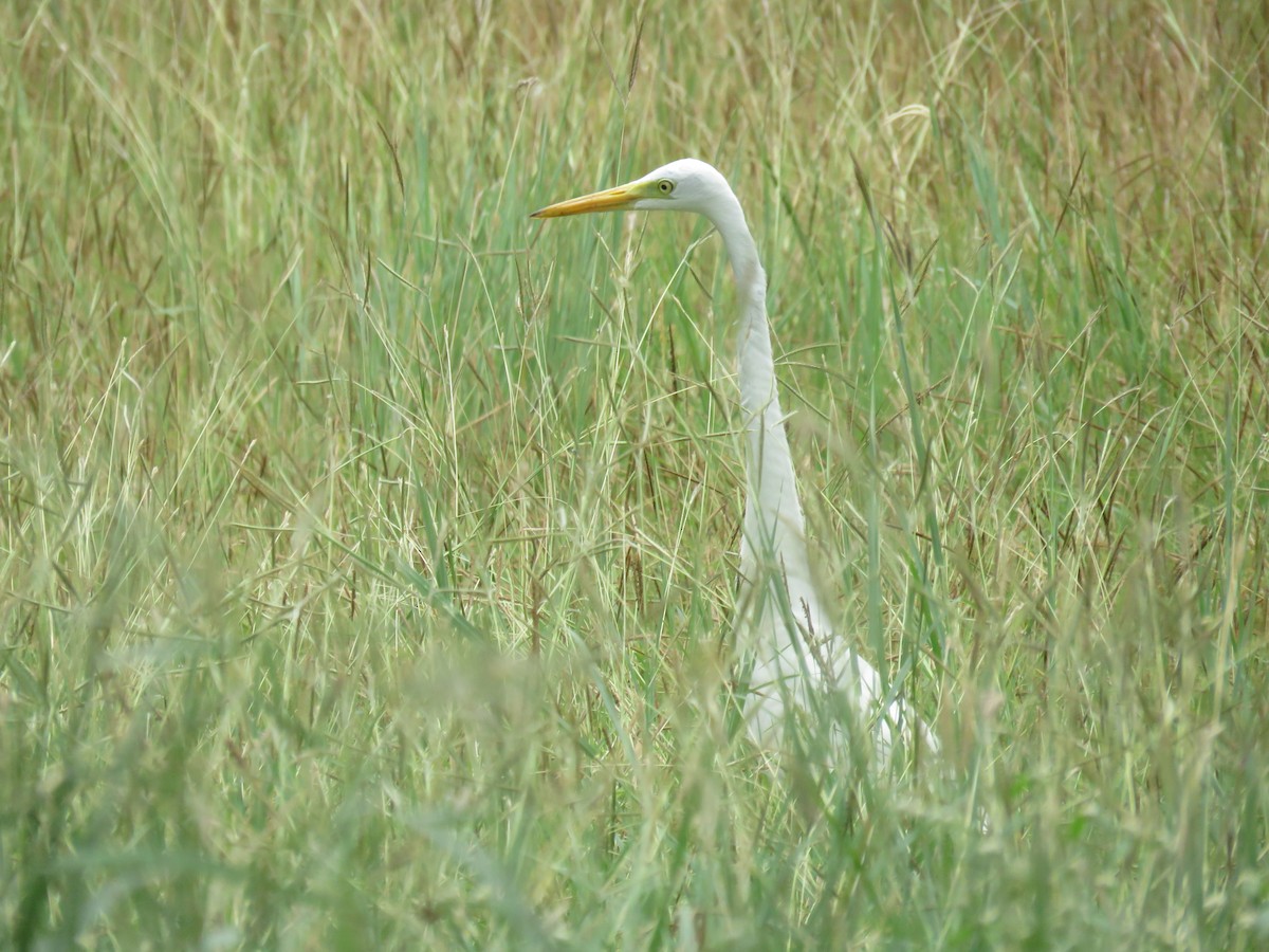 Great Egret (modesta) - Rafa Leal