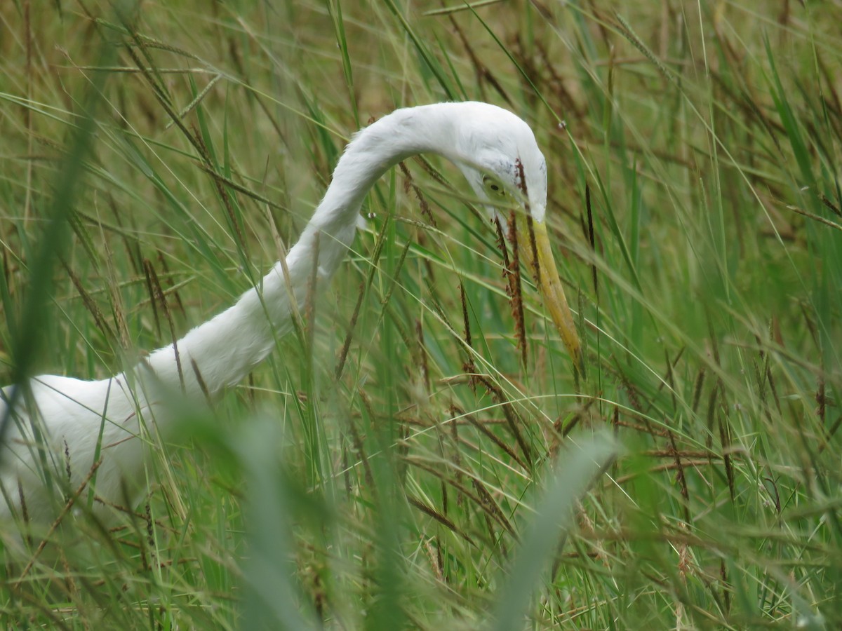 Great Egret (modesta) - Rafa Leal