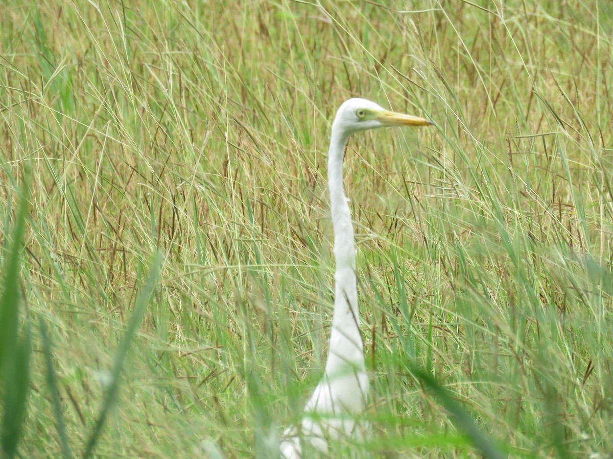 volavka bílá (ssp. modesta) - ML611991400