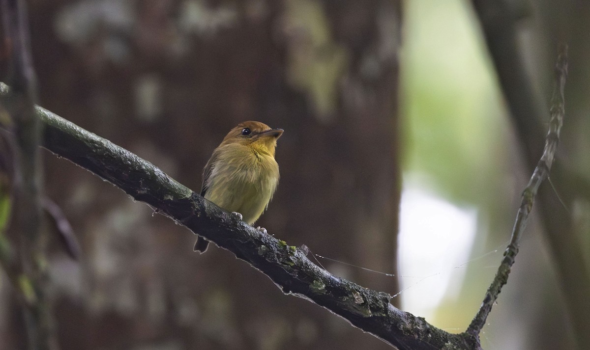 Yellow-throated Spadebill - ML611991424