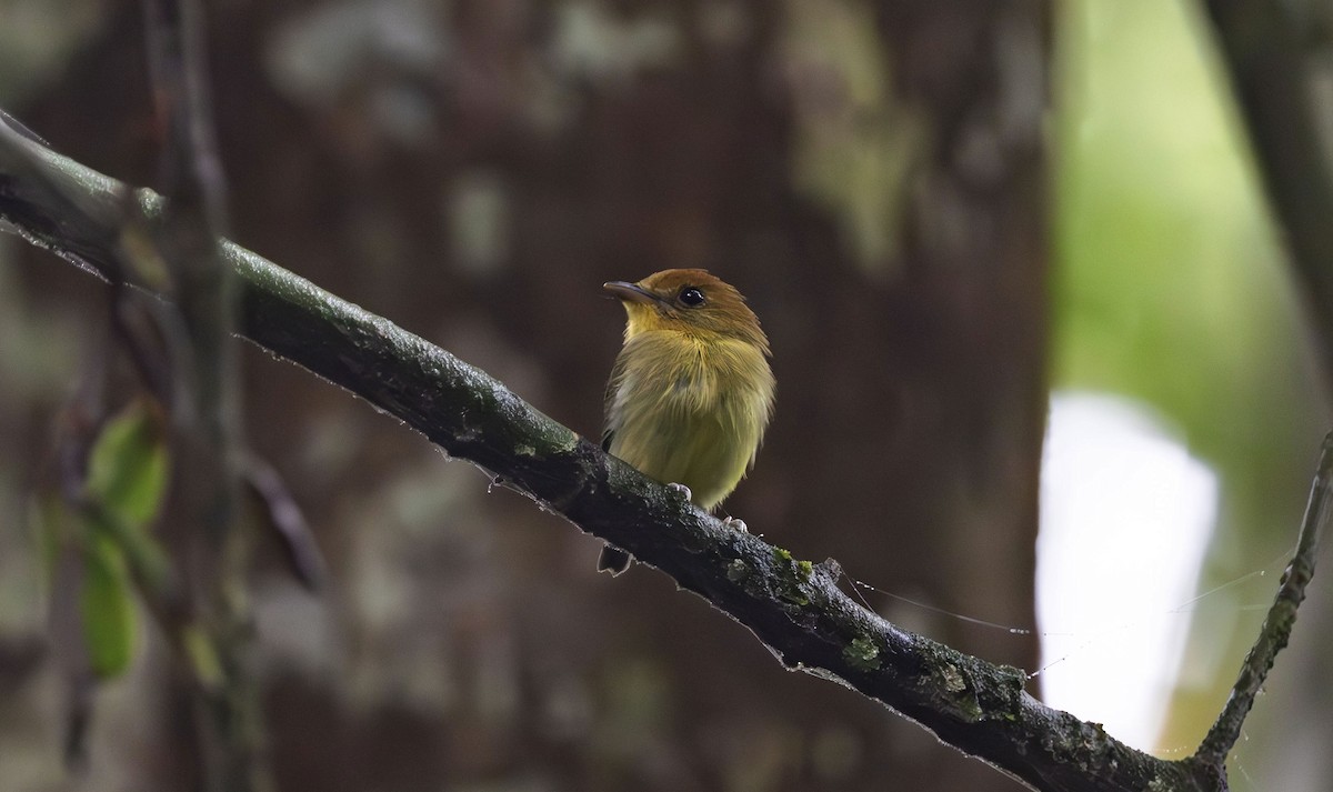 Yellow-throated Spadebill - ML611991425