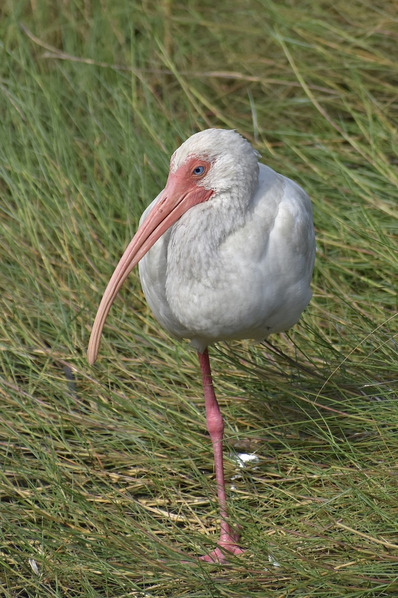 ibis bílý - ML611991532