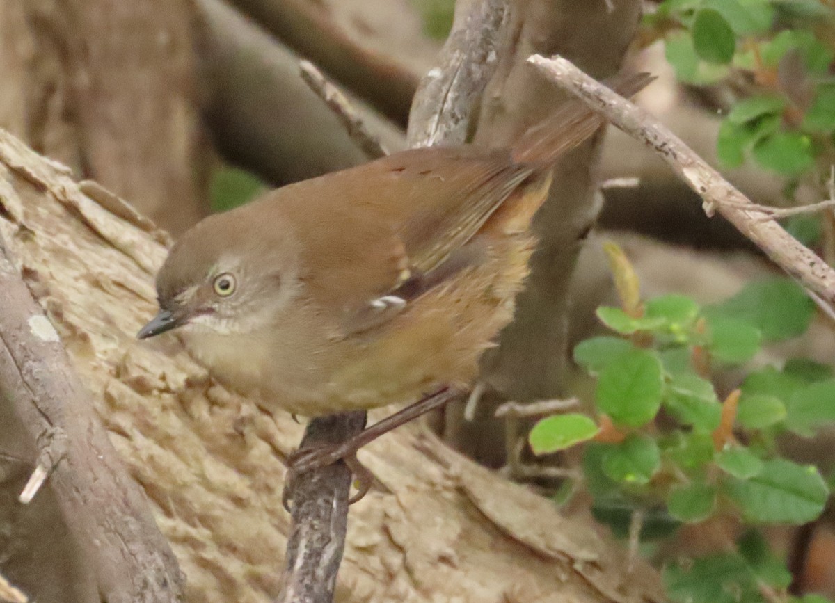 Weißbrauensericornis - ML611991643