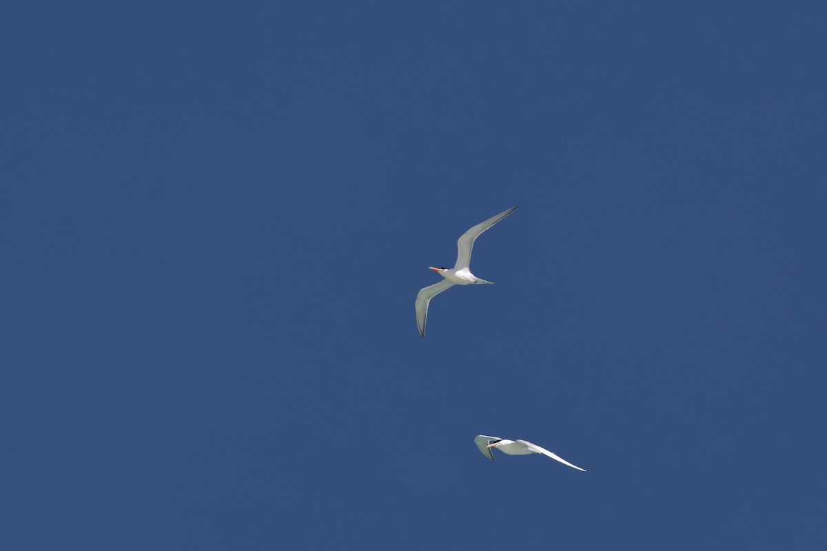 Lesser Crested Tern - ML611991665