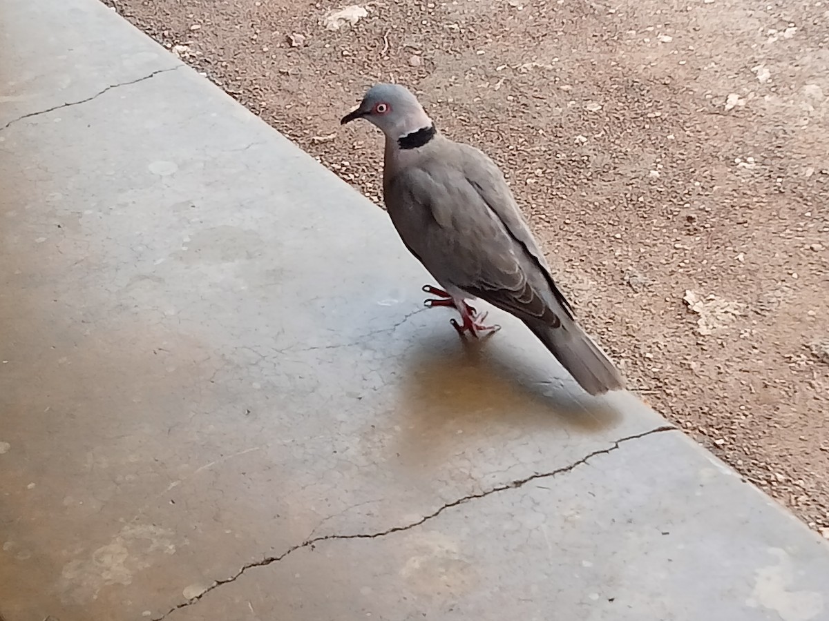 Mourning Collared-Dove - ML611991676