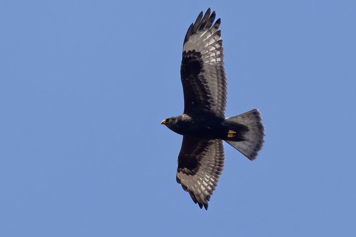 Rough-legged Hawk - ML611991717