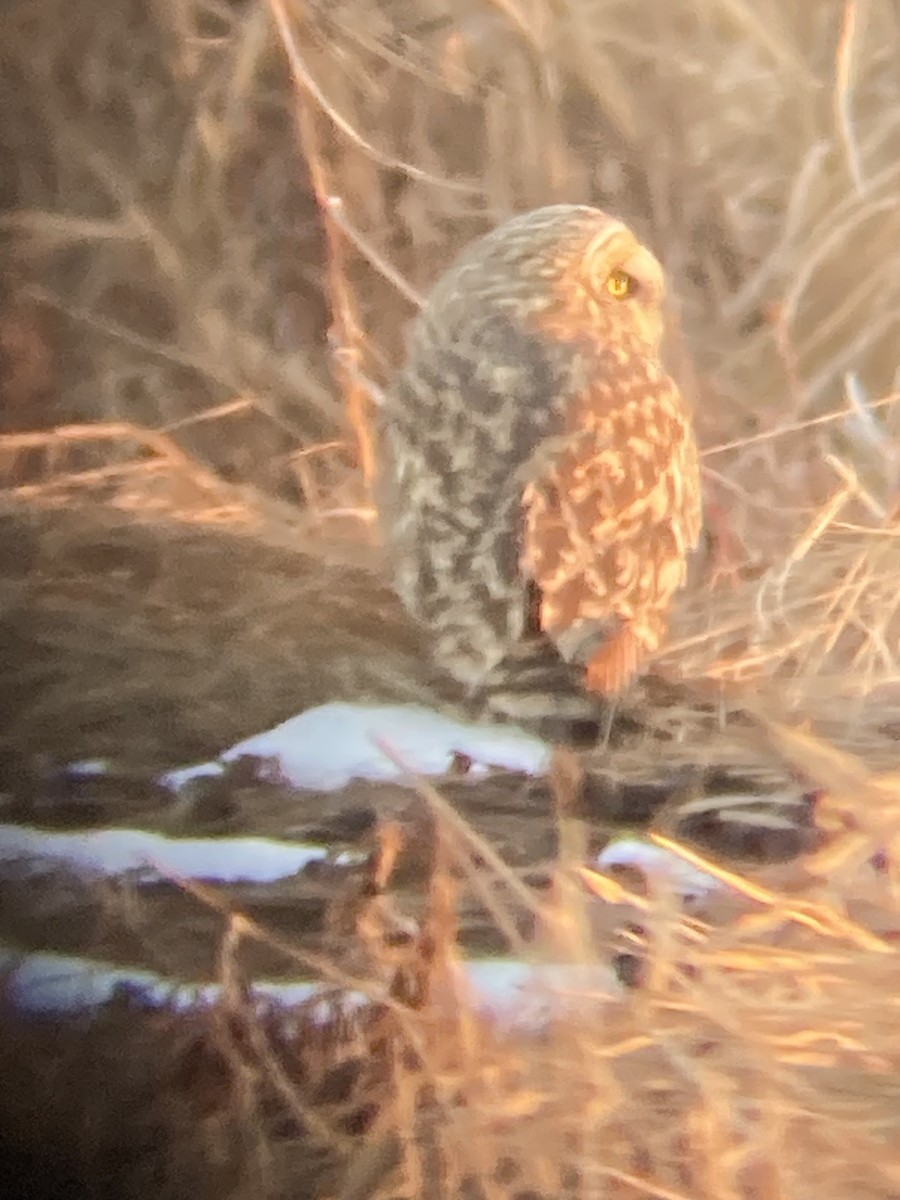 Short-eared Owl - ML611991727