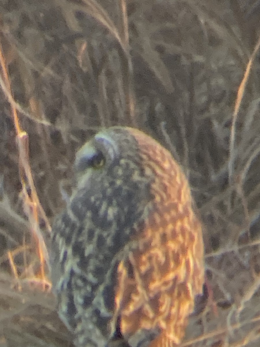 Short-eared Owl - ML611991728
