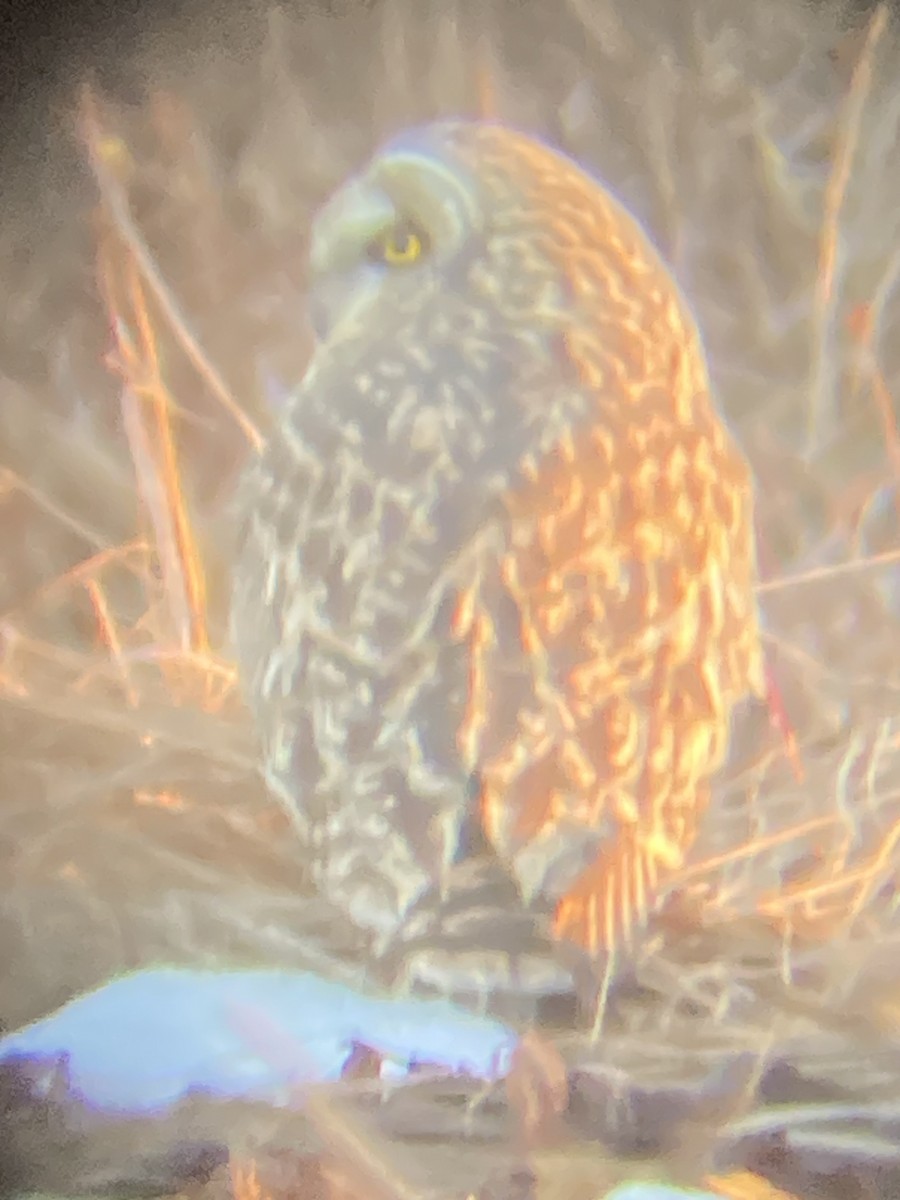 Short-eared Owl - ML611991730