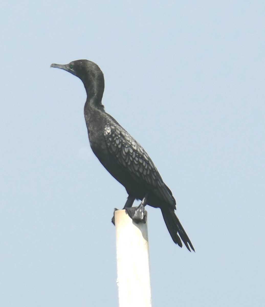 Little Black Cormorant - Mark Oberle