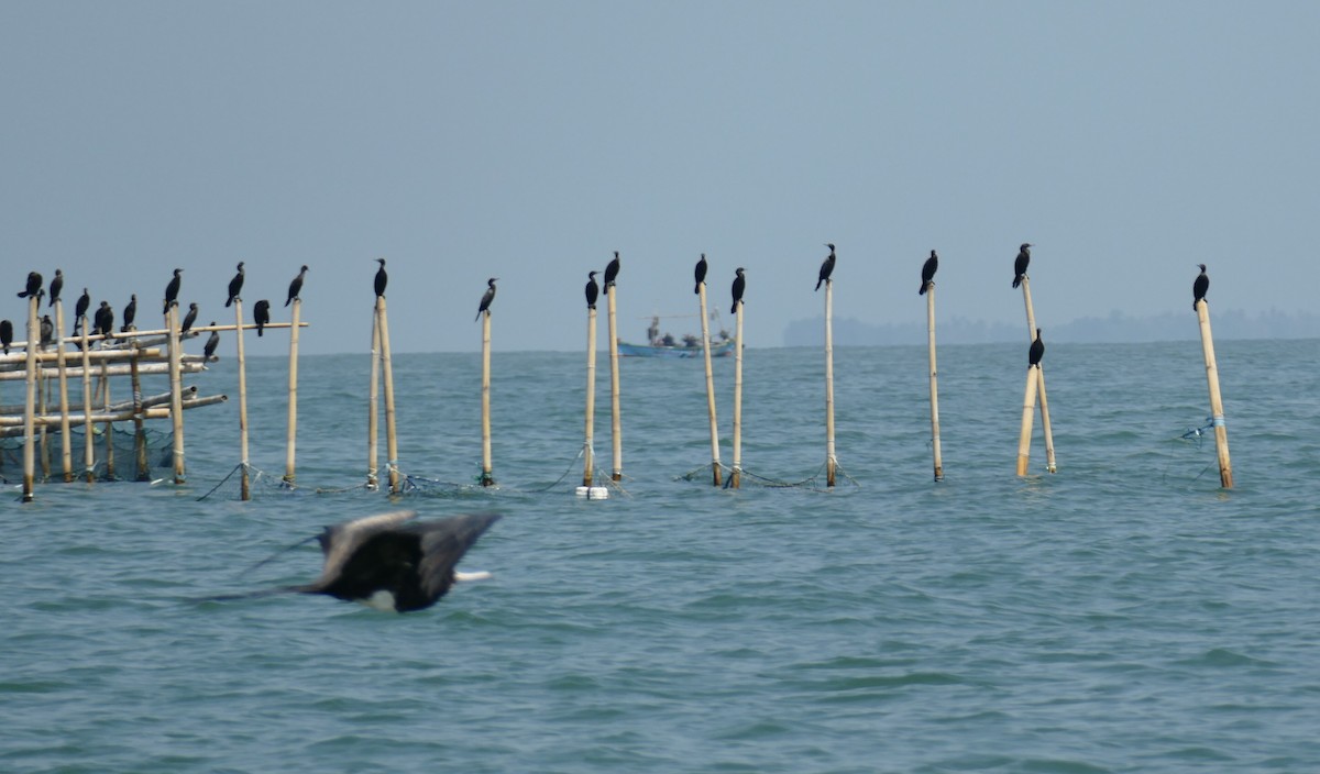 Little Black Cormorant - ML611991744