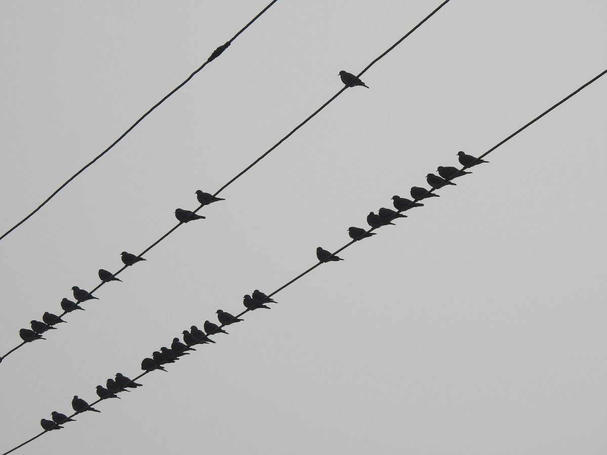 gråhodedue - ML611991929