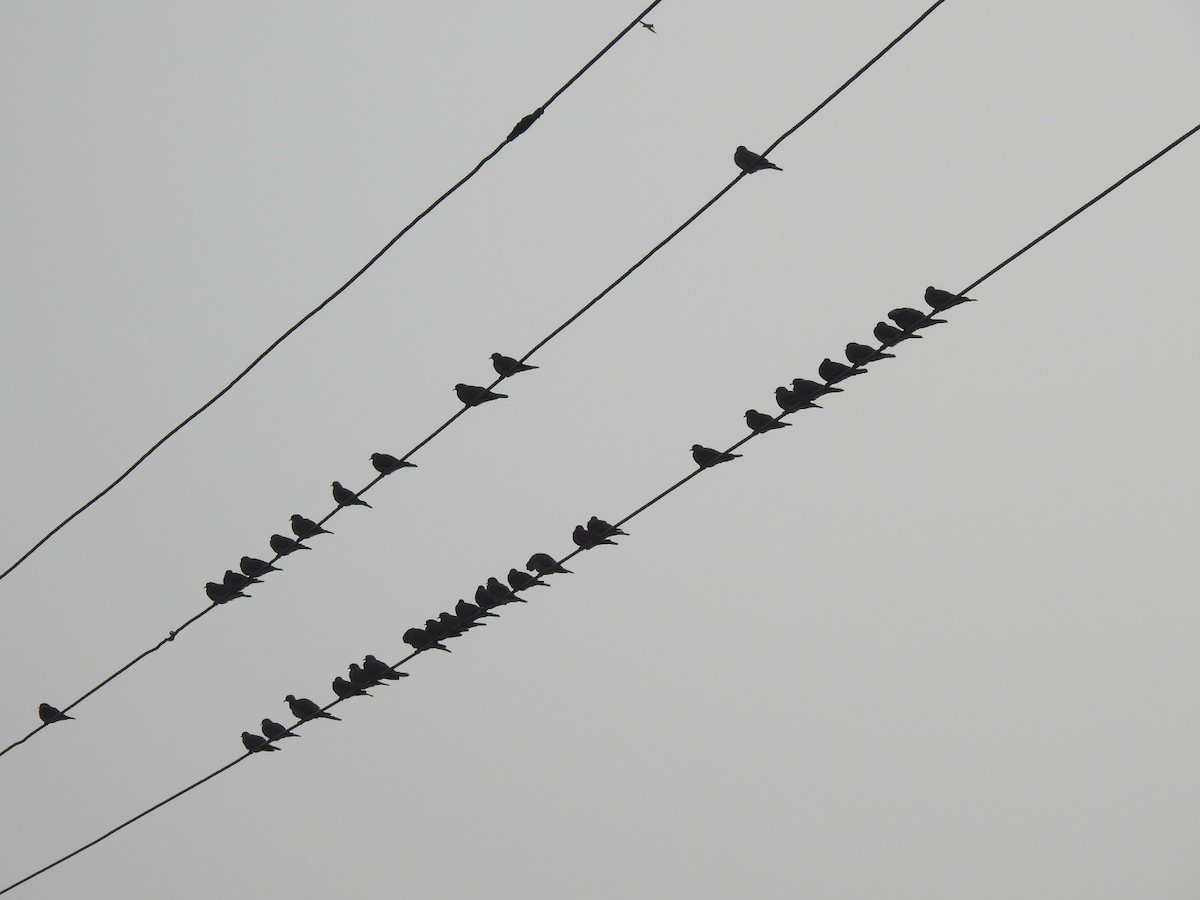 gråhodedue - ML611991941