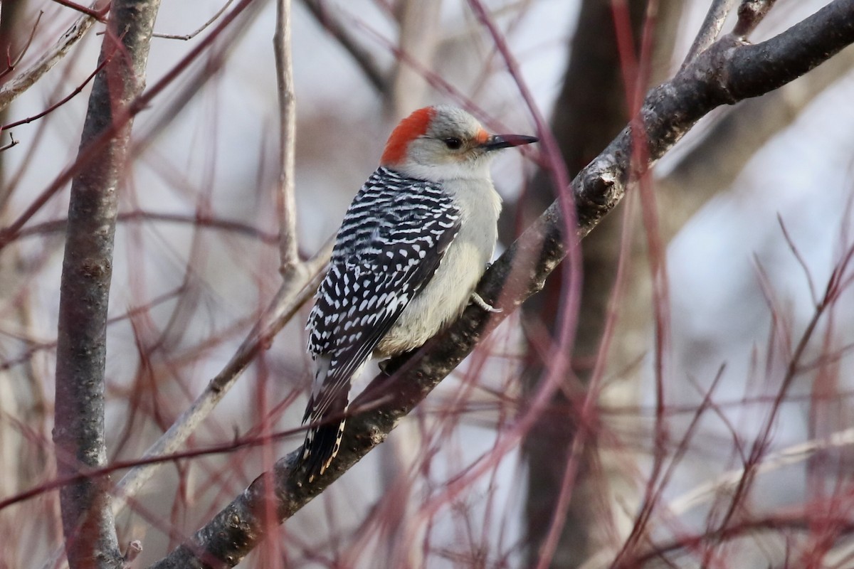 Red-bellied Woodpecker - ML611991969