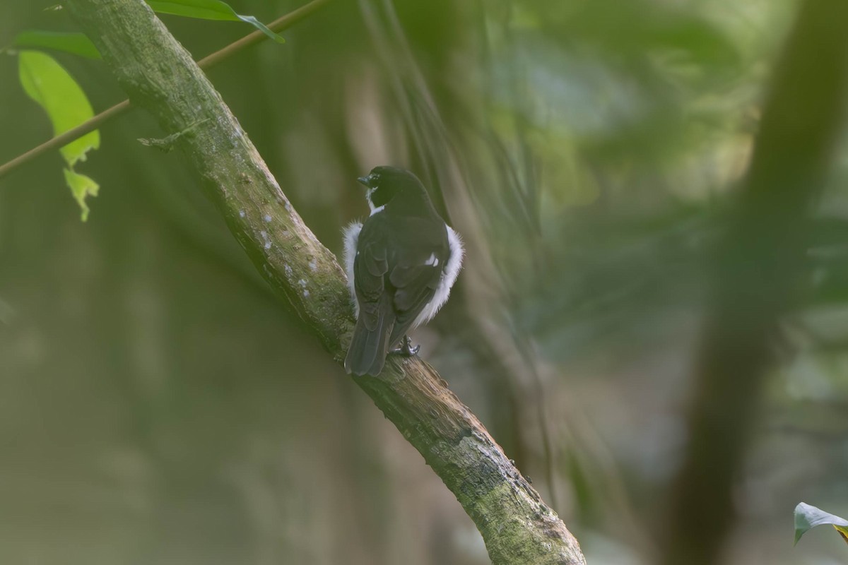 Black-sided Robin - ML611992000