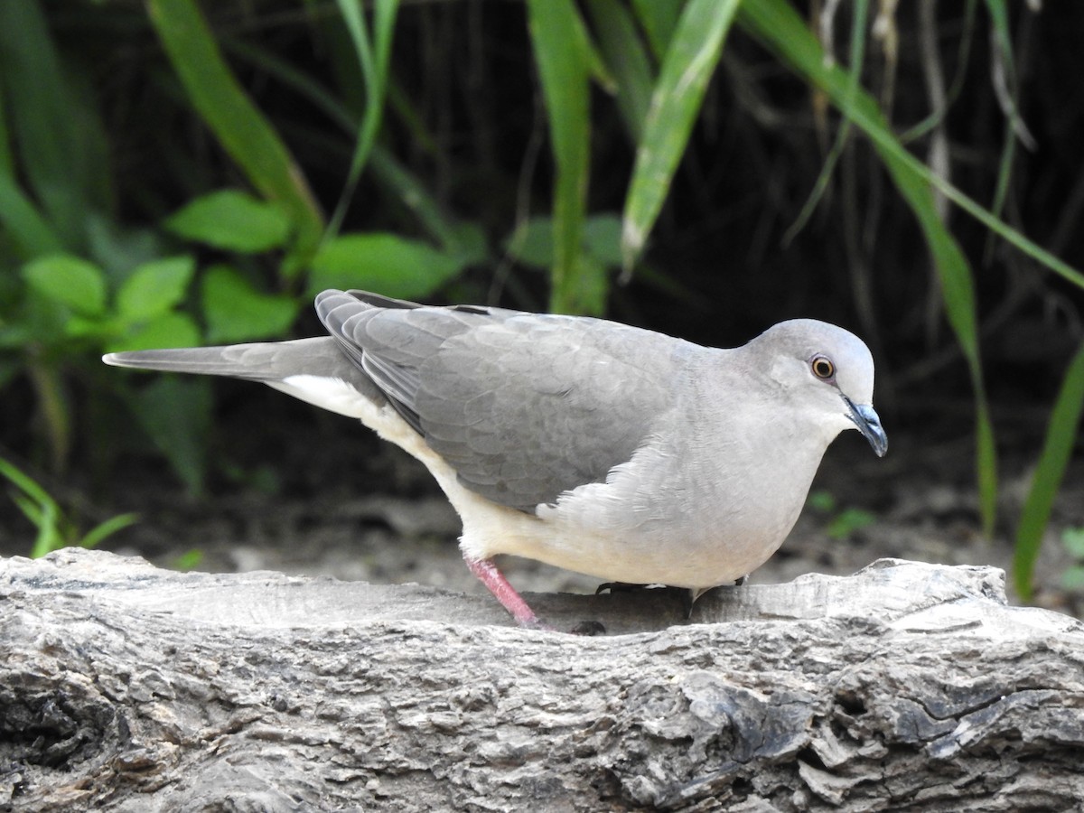 White-tipped Dove - Peyton Cook