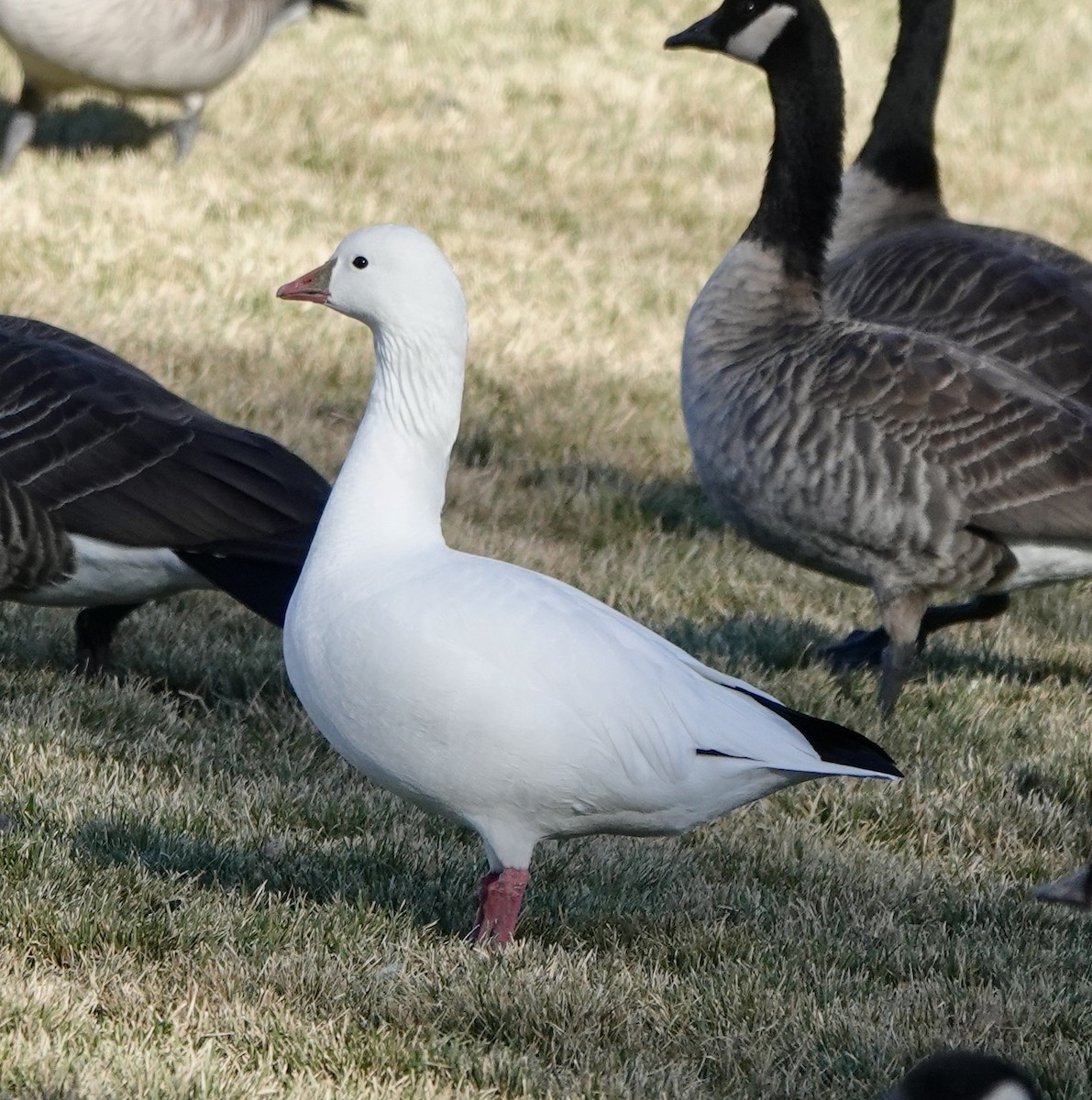 Ross's Goose - ML611992024