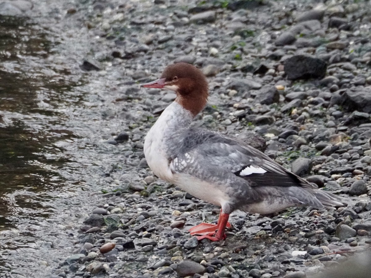 Common Merganser - ML611992074