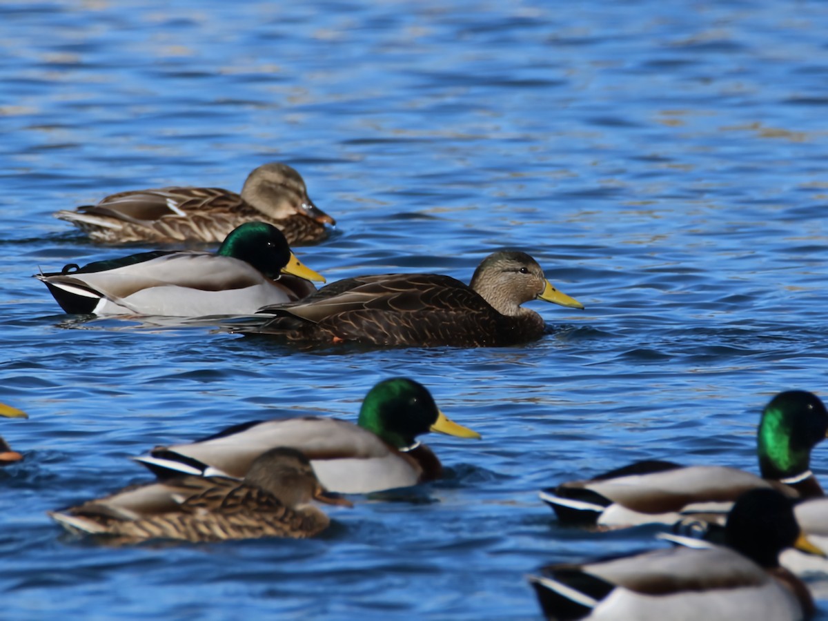 Mallard x American Black Duck (hybrid) - ML611992112
