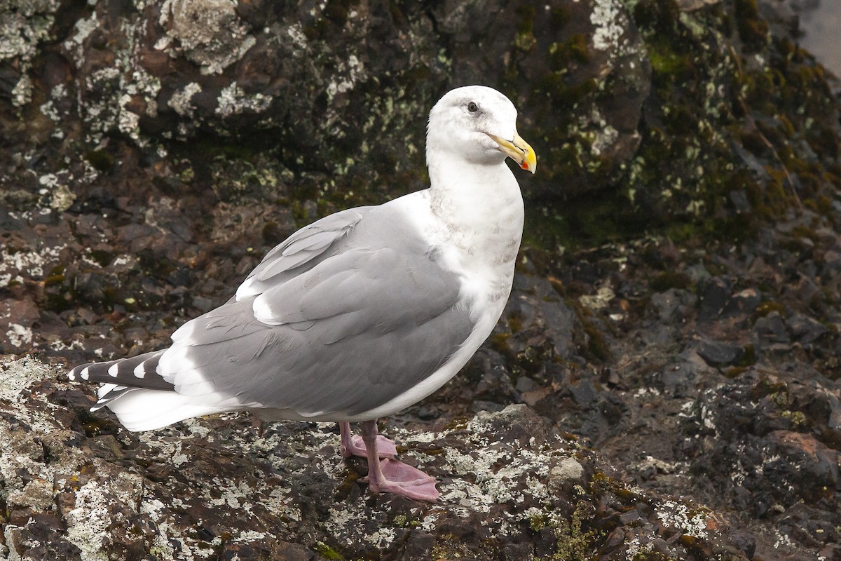 Glaucous-winged Gull - John Richards
