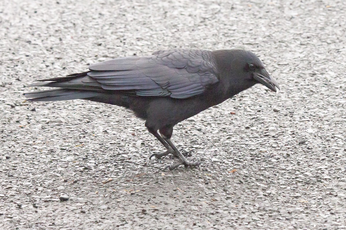 American Crow - ML611992178