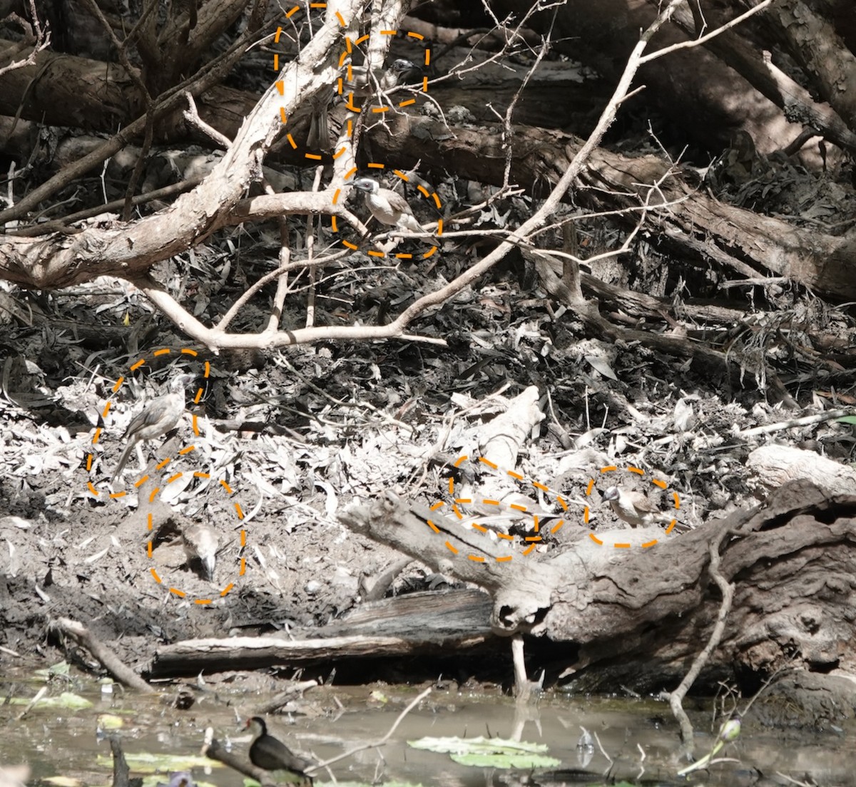 zoborožík stříbrokorunkatý - ML611992194