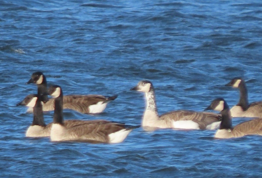 Canada Goose - marie plinsky