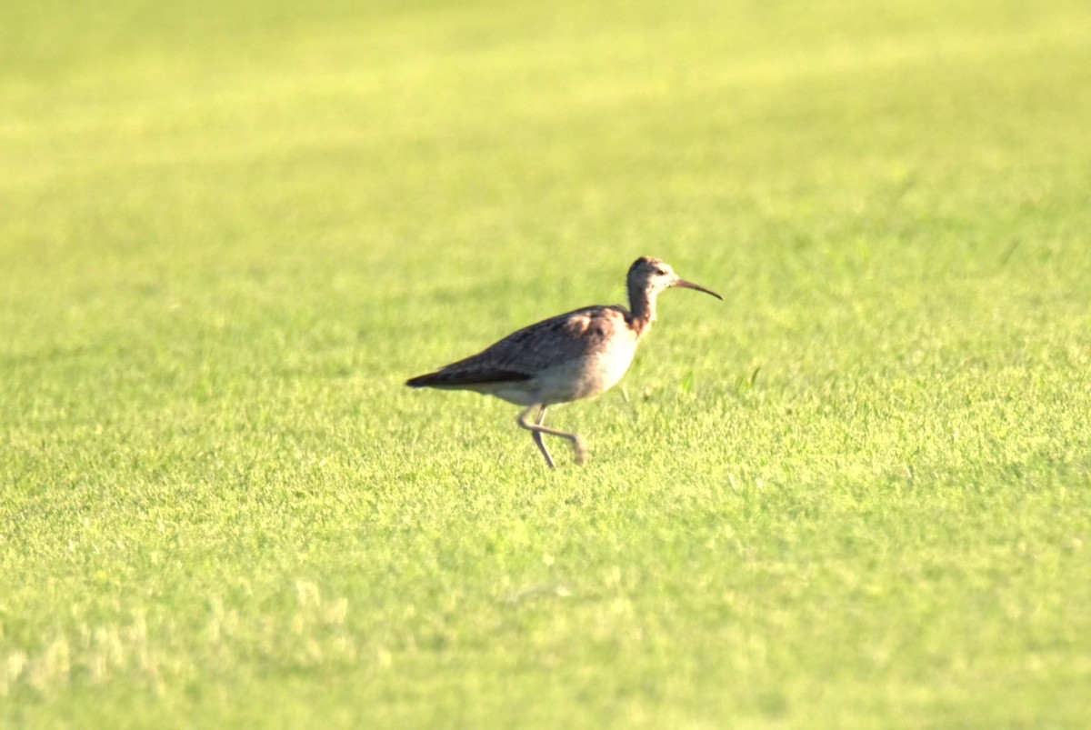 Zwergbrachvogel - ML611992235