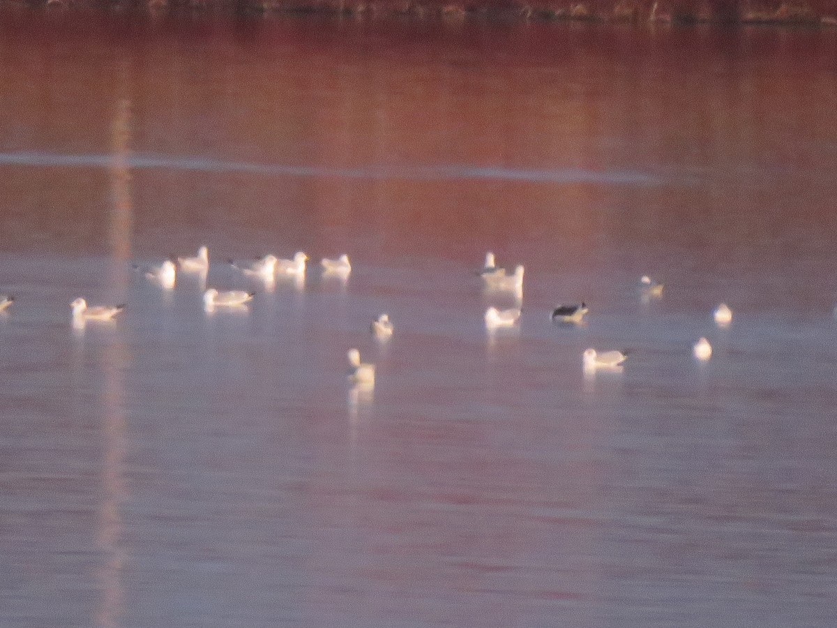 Lesser Black-backed Gull - ML611992312