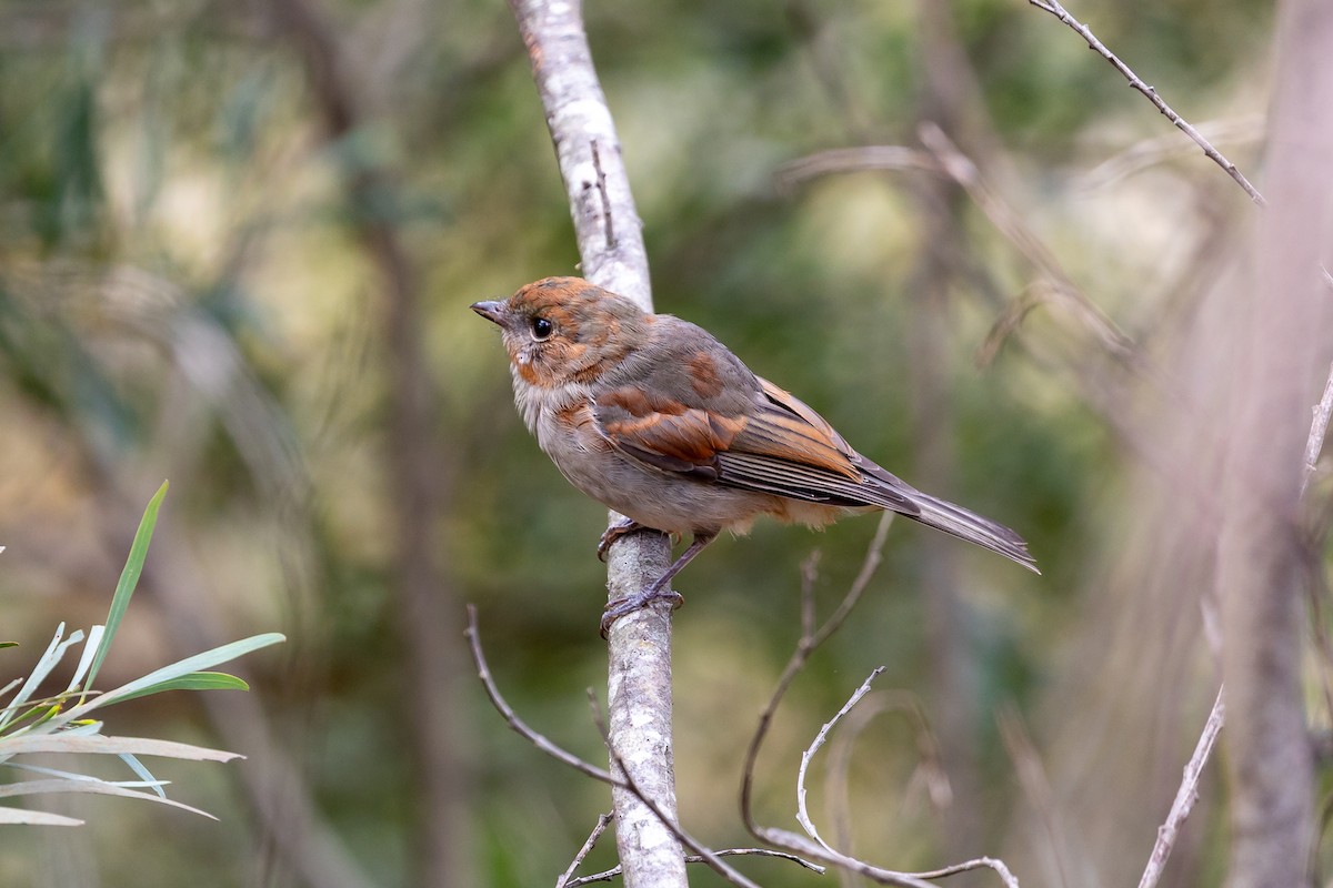 Golden Whistler - Graham Possingham